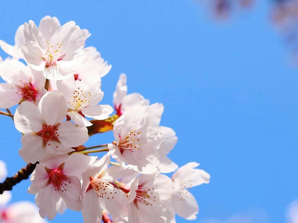 Cherry Blossoms in the Daytime & at Night 대표이미지